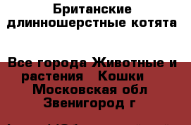 Британские длинношерстные котята - Все города Животные и растения » Кошки   . Московская обл.,Звенигород г.